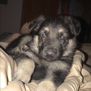 Meet your Posher, Darrell